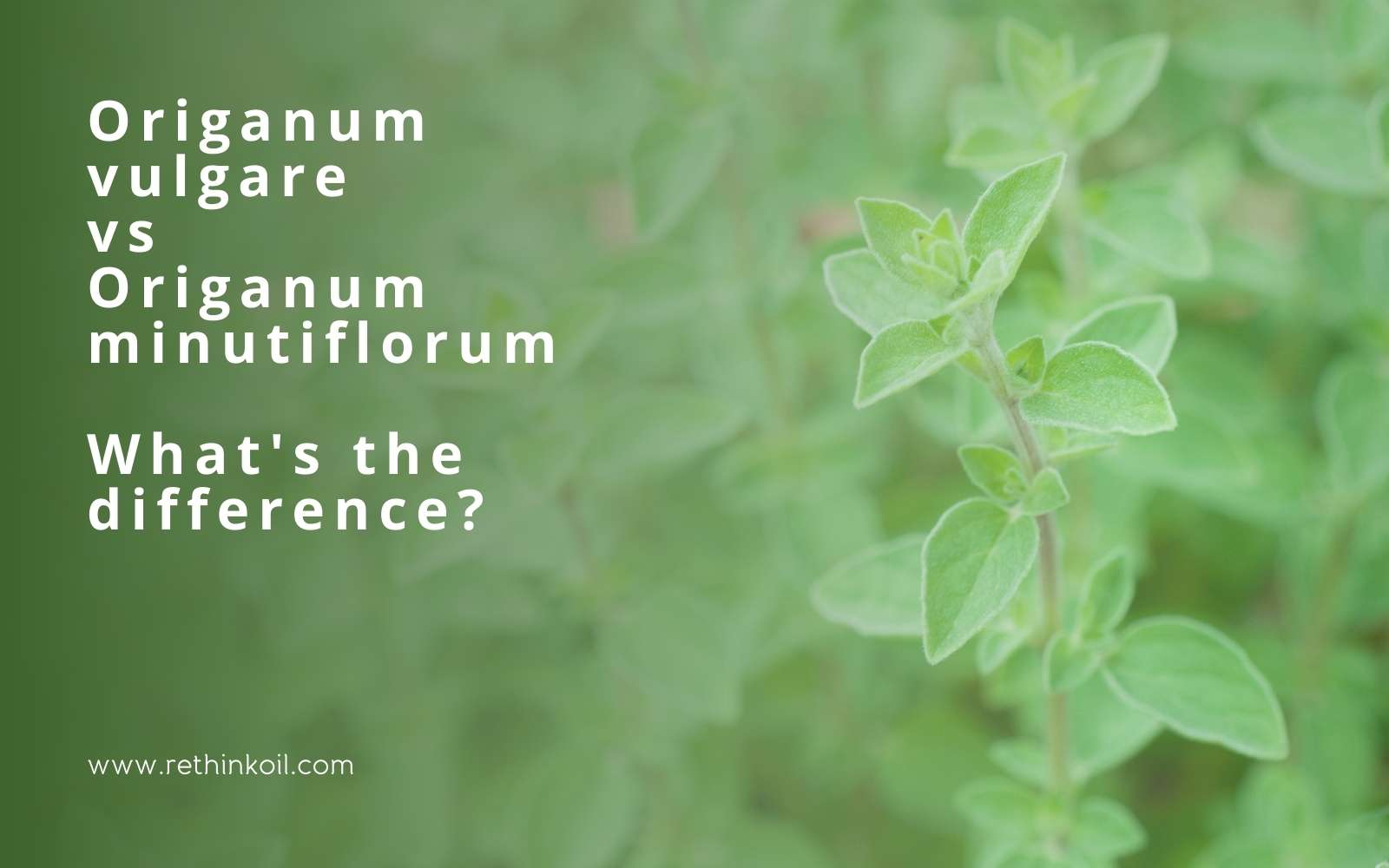 ReThinkOil Origanum vulgare vs Origanum minutiflorum What's the Difference? Blog Post