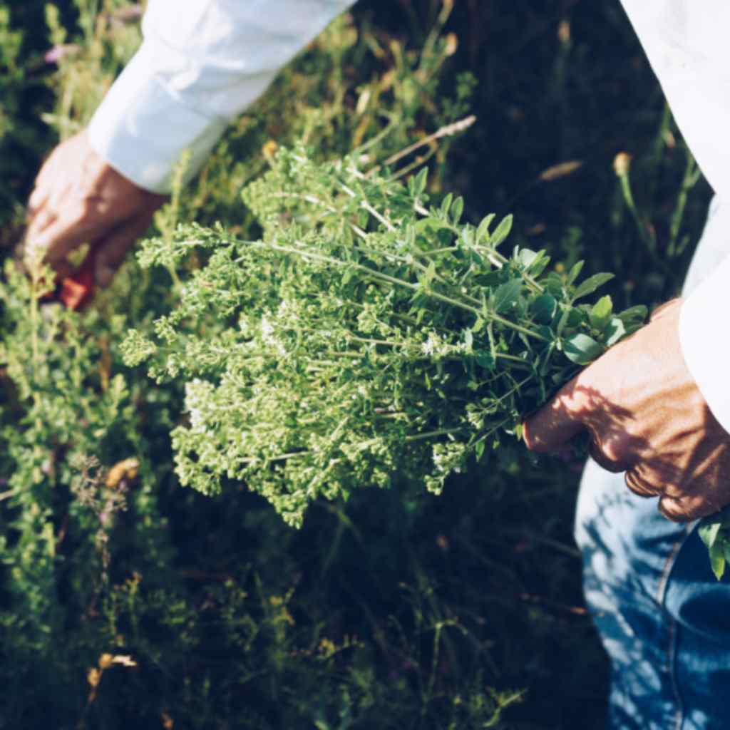 ReThinkOil Origanum Minutiflorum Wild Mediterranean Oregano Sustainable Harvesting