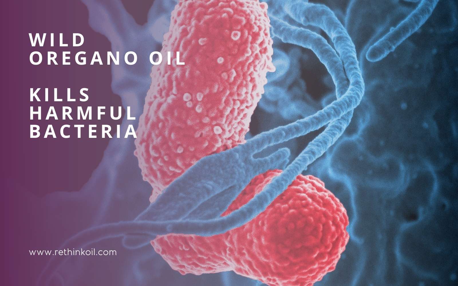 ReThinkOil Blog Wild Oregano Oil Kills Harmful Bacteria