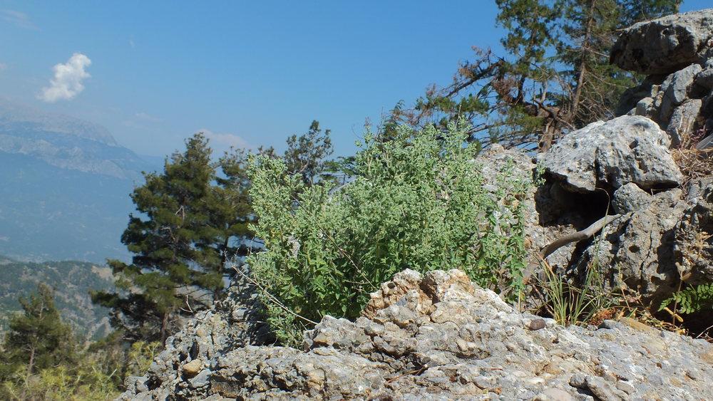 Origanum minutiflorum growing on Western Taurus Mountains in Turkey