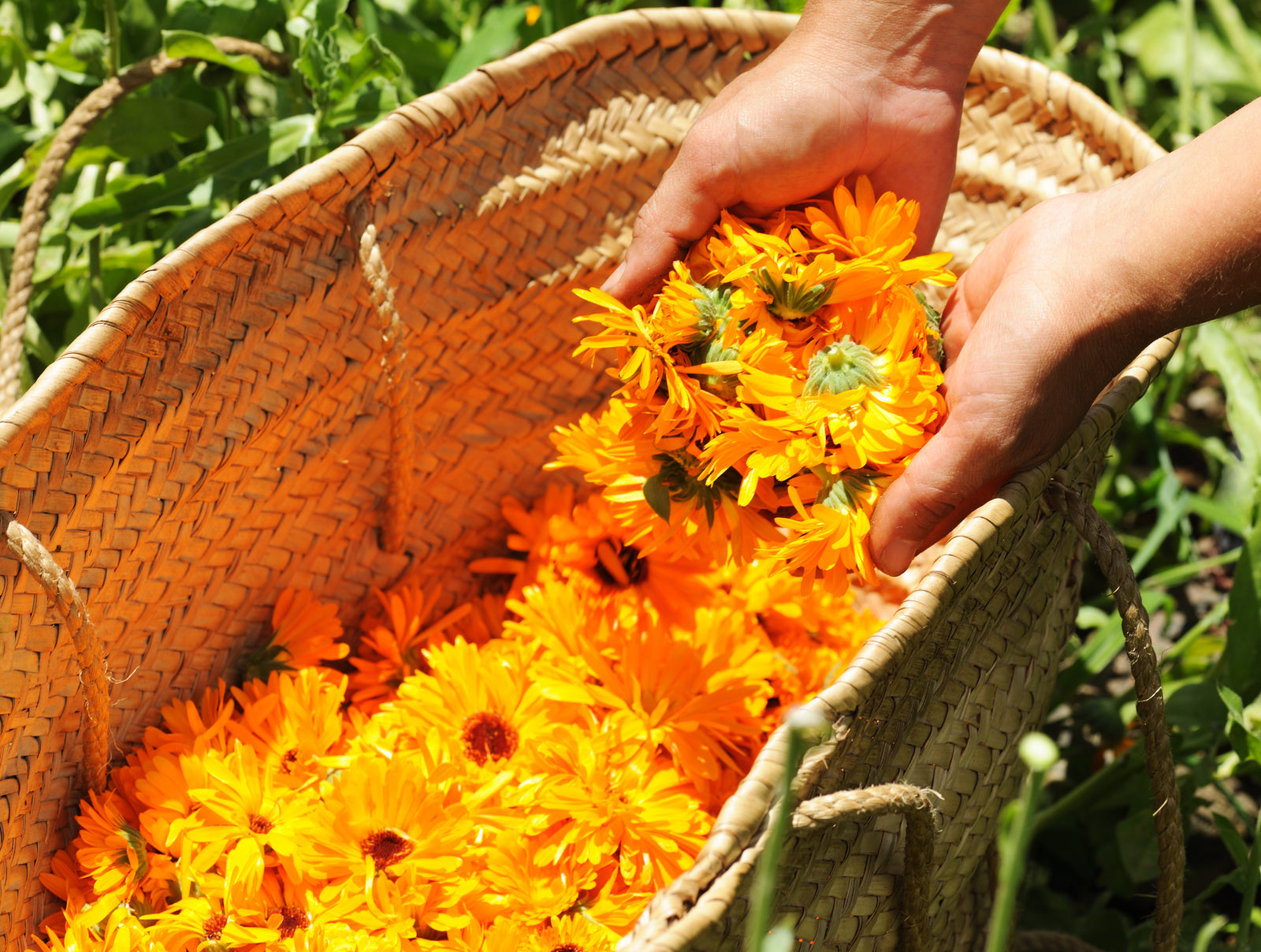 freshly picked calendula flowers, used in calendula oil infusion